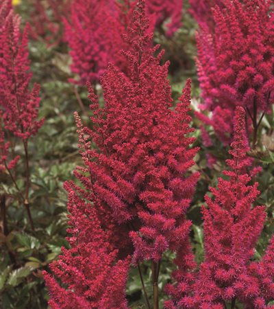 False Spirea Lowlands Ruby Red